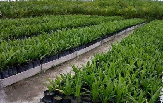 Merawat Bibit dan Meningkatkan Potensi Hasil Panen Kelapa Sawit