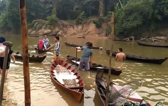 Pesona Tradisi Manubo Ikan yang Tetap Lestari di Sungai Tapung