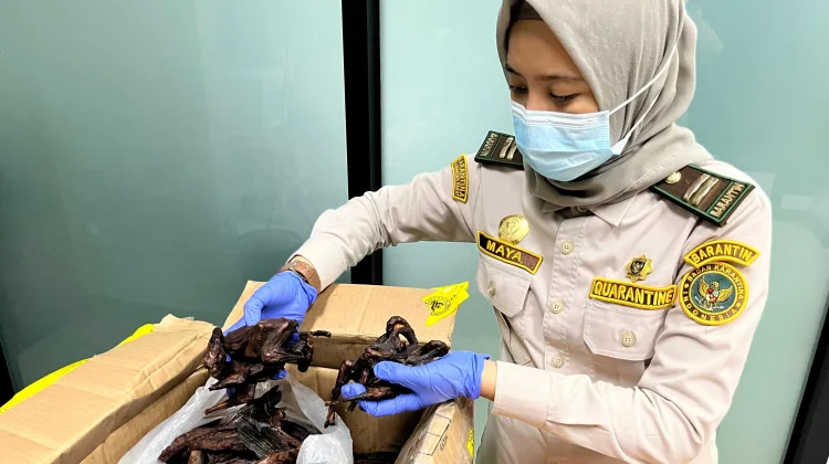 Cegah Virus Nipah, Balai Karantina Kalbar Perketat Pengawasan