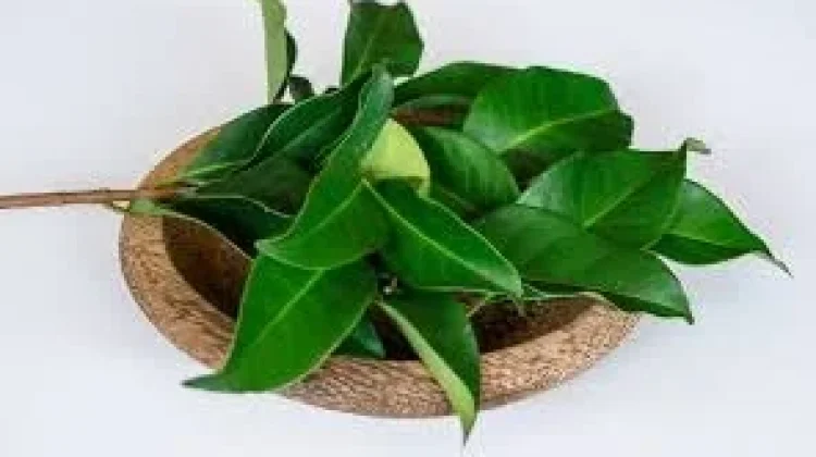 Khasiat dan Penggunaan Macam-macam Daun Salam