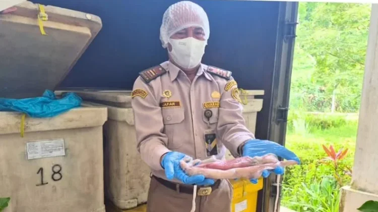 Cumi-Cumi Kalbar Mendunia, Catatan Positif Realisasi Ekspor di Pintu Batas