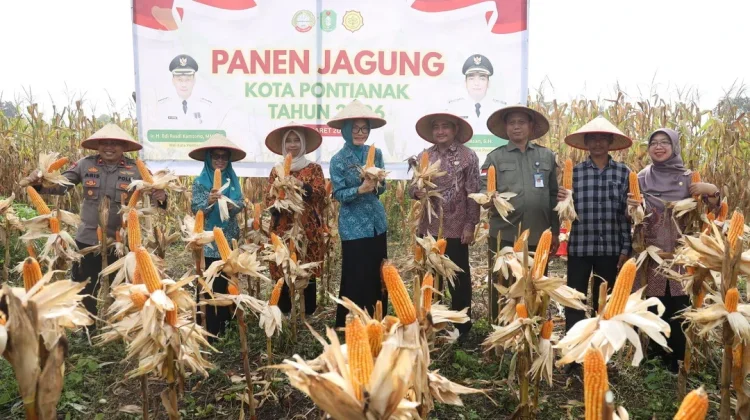 Panen Jagung Perdana di Pontianak Utara, Dukung Swasembada Pangan Berkelanjutan