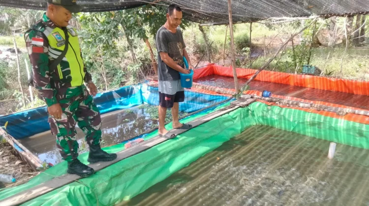 Babinsa Selakau Dorong Ketahanan Pangan dari Sektor Perikanan