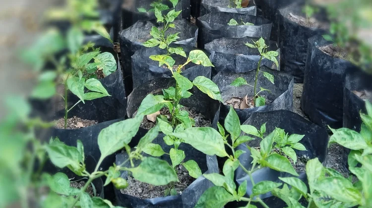 Dari Iseng, Pekarangan Rumah Hasilkan Panen Cabai Rawit