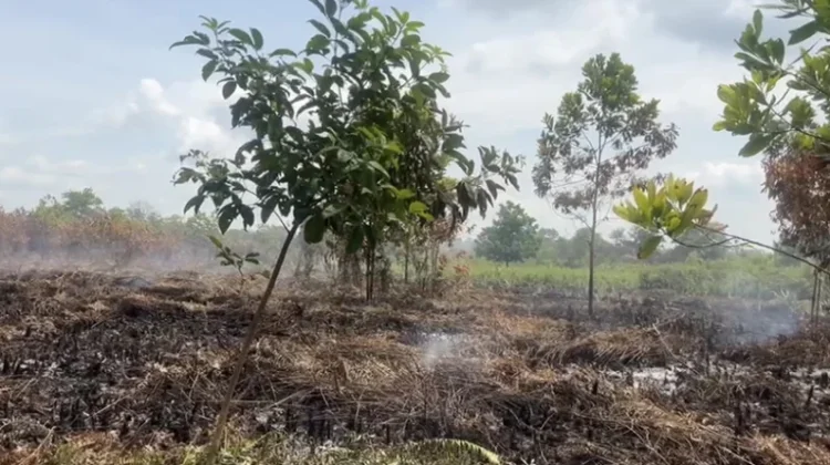 BPBD Pontianak: Kebakaran Lahan di Pontianak Didominasi Ulah Manusia