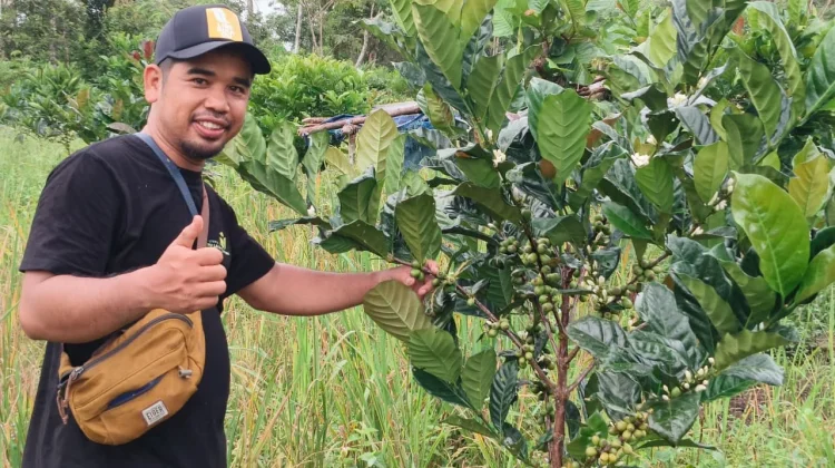 Kopi Liberika Bangkit di Senoyan, Sambas: Potensi Baru Komoditas Unggulan Kalbar
