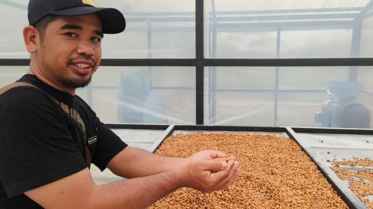 Kopi Liberika: Menembus Pasar Global dengan Rasa Unik dan Potensi Ekonomi