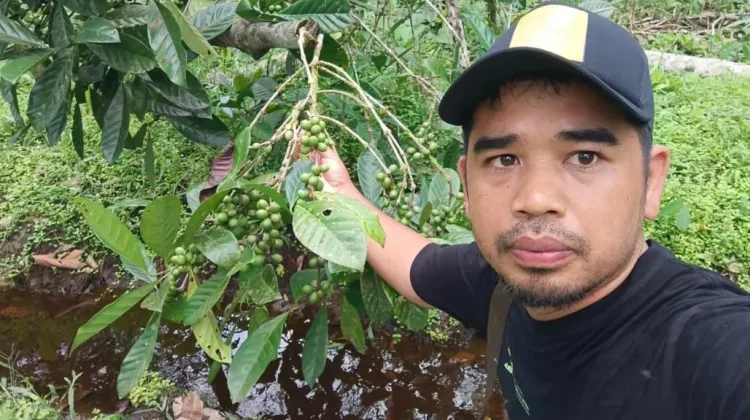 Seduhan Nikmat Kopi Liberika