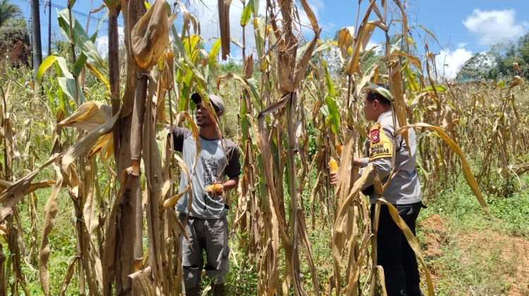 Panen Jagung 1 Hektare, Sinergi Polisi dan Petani Perkuat Ketahanan Pangan