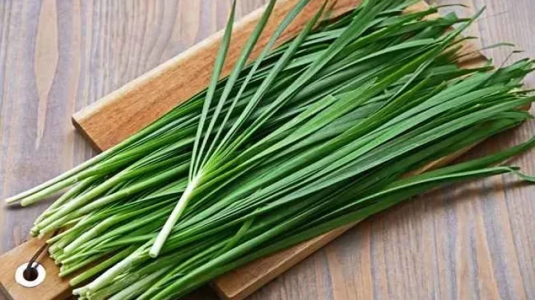 Kucai Sayuran Sederhana dengan Aroma Khas dan Kaya Gizi