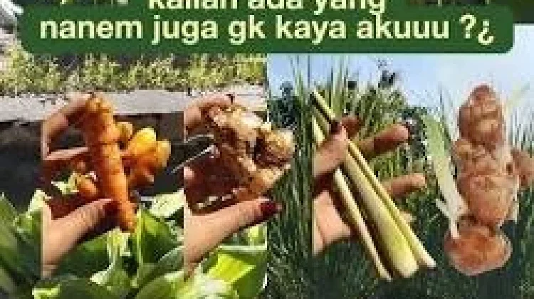 Mengolah Tanaman Bumbu Menjadi Obat Alami