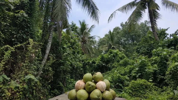 "Emas Hijau" di Pesisir Sungai Kupah