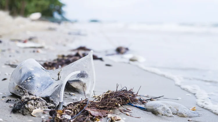 Peringati Ocean Day, Mahasiswa Untan Ajak Warga Peduli Laut lewat Aksi Nyata
