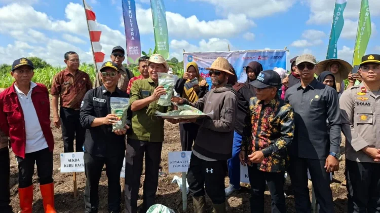 Tekan Inflasi, Kubu Raya Dorong Petani Tingkatkan Produksi Cabai Rawit