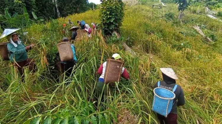 Gawai Dayak: Tradisi Syukur Panen yang Sarat Makna dan Perekat Sosial Masyarakat
