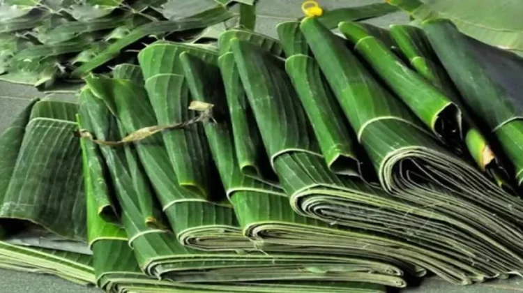 Daun Pisang Ramah Lingkungan dan Bernilai Budaya.