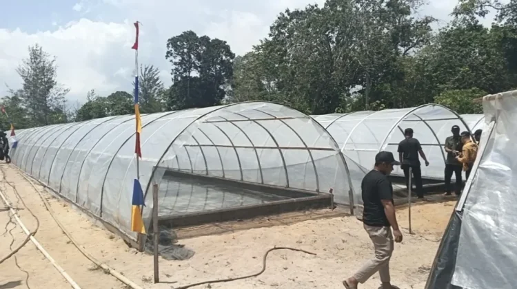 Kementerian Dorong Pengembangan Industri Garam di Paloh, menuju Swasembada Garam