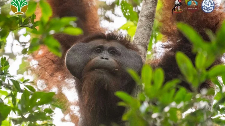 Kolaborasi Tim Gabungan Translokasi Orangutan di Kayong Utara