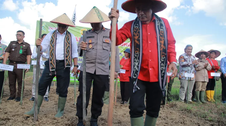 Wagub Kalbar dan Bupati Bengkayang Tanam Jagung Bersama Kelompok Tani Gembul