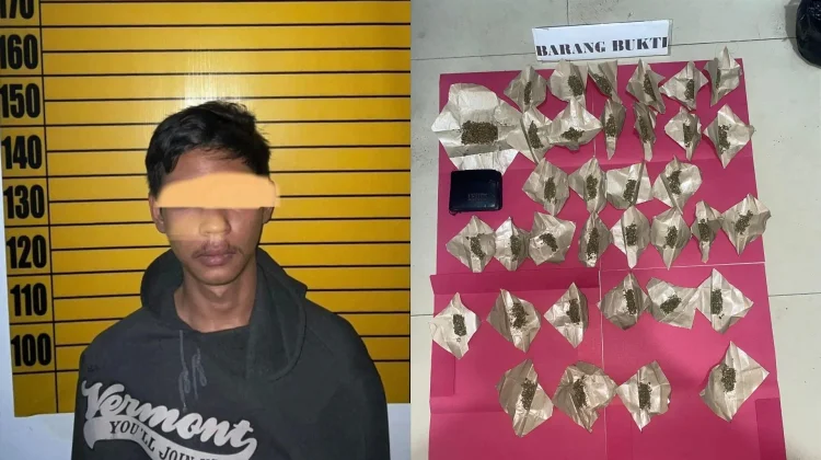 Satresnarkoba Polres Landak Tangkap Pengedar Ganja