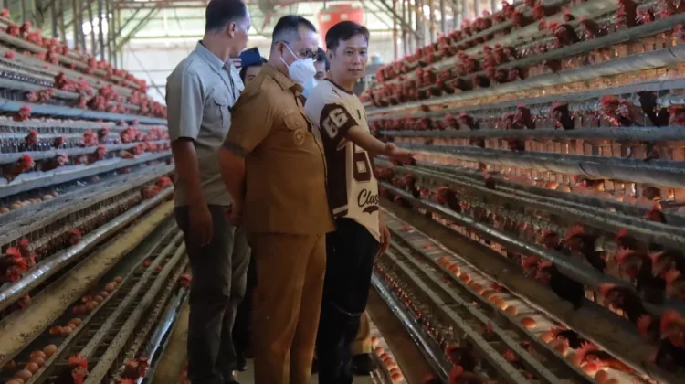 Tekan Inflasi, Bupati dan TPID Bengkayang Kaji Ternak Ayam Singkawang