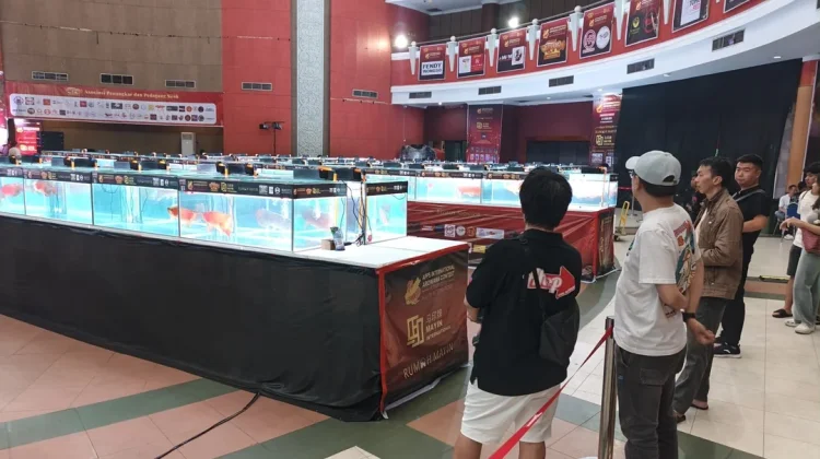 Ratusan Arwana Tampil di APPS International Arowana Contest Pontianak