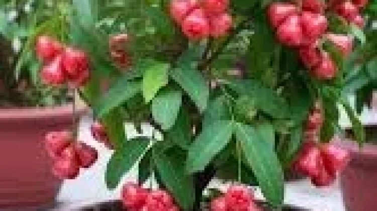 Menanam Pohon Jambu dalam Pot Menjadi Solusi Cerdas