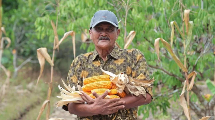 Semangat Abdul Hamid Bertani di tengah Keterbatasan Lahan