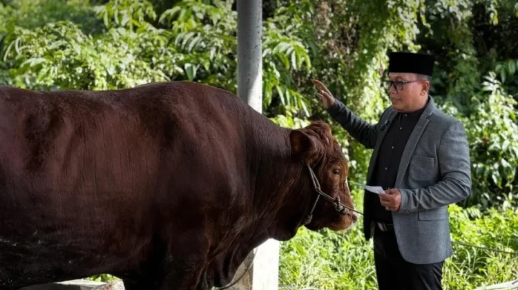 Gotong Royong ASN Kubu Raya Salurkan 23 Sapi Kurban