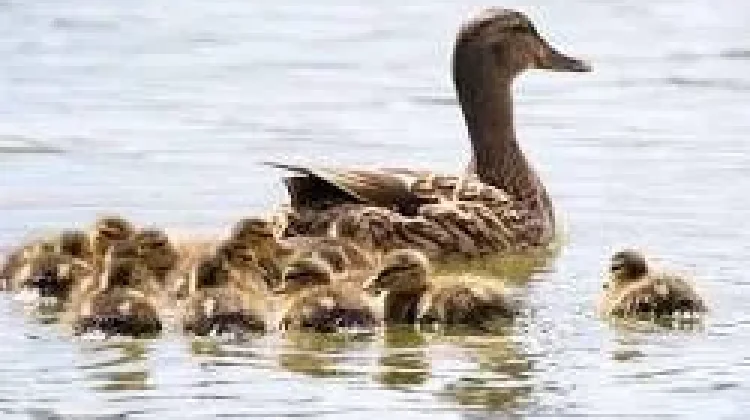 Filosofi di Balik Tenangnya Bebek Berenang, Ada Pelajaran Hidup yang Mendalam