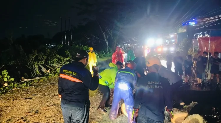 Pohon Tumbang di Jalan Adisucipto, Arus Lalu Lintas Sempat Tersendat