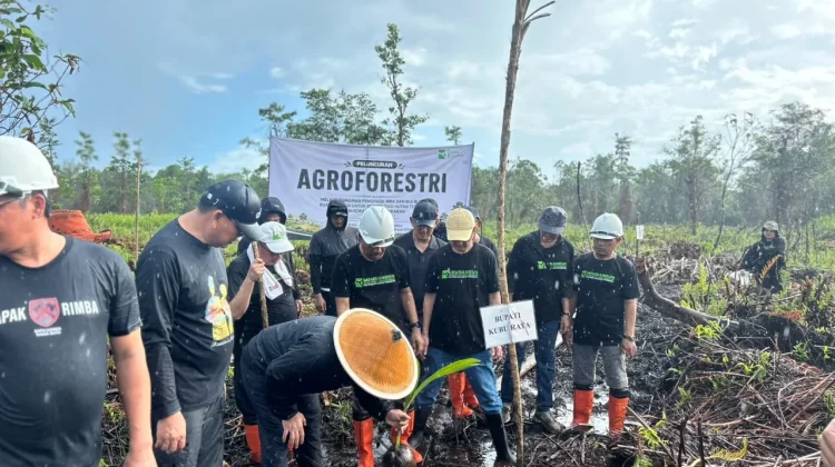 Agroforestry di Sungai Amoy Rehabilitasi Hutan Terbuka Bekas Kebakaran