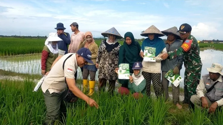 Babinsa Dampingi Petani Pantau Pertumbuhan Padi di Sambas