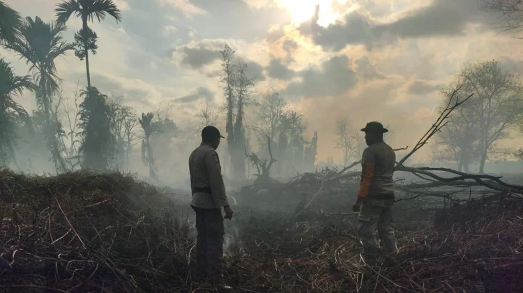 8 Hektare Lahan di Rasau Jaya Terbakar, Polisi Selidiki