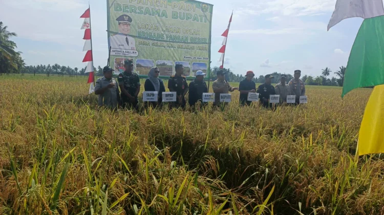 Panen Padi Desa Gelik Perkuat Produksi Pangan di Sambas
