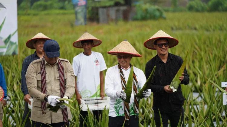 Pontianak Utara Tetap Jadi Sentra Hortikultura