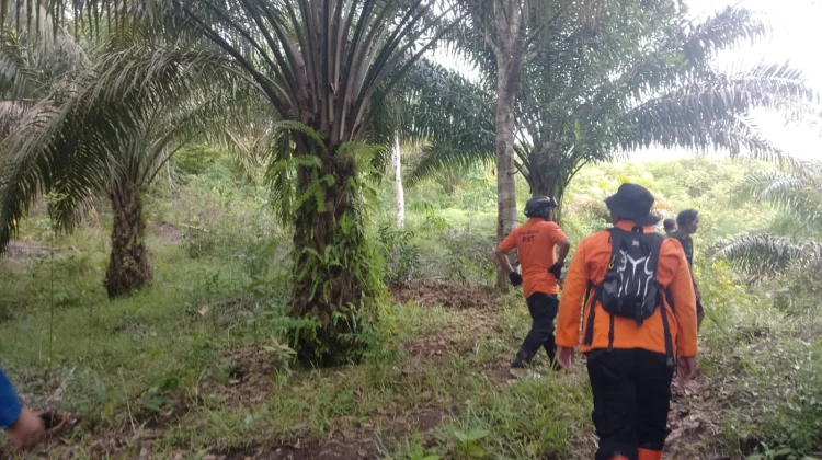 Pria Hilang di Kebun Sawit Sekadau Hulu, Tim SAR Lakukan Pencarian