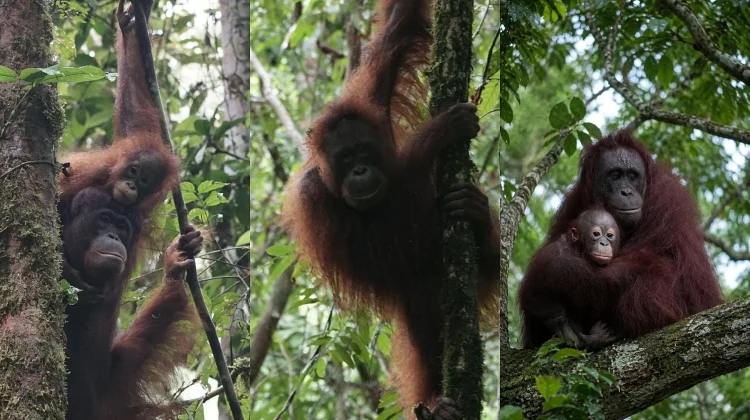 Lima Orangutan Dilepasliarkan ke Taman Nasional Betung Kerihun