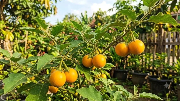 Terung Asam, Buah Eksotis Kalimantan yang Bikin Masakan Makin Gurih dan Sehat