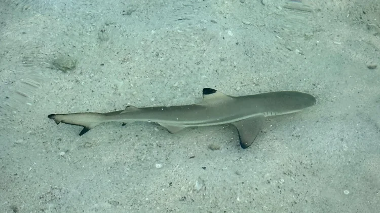 Mengenal Baby Shark Hiu Sirip Hitam, Penghuni Laut Pesisir yang Ramah dan Menawan