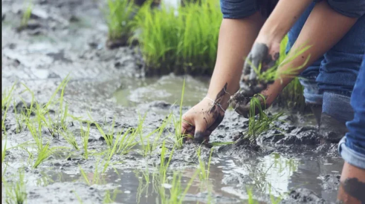 Petani Tradisional dan Ketahanan Pangan Lokal