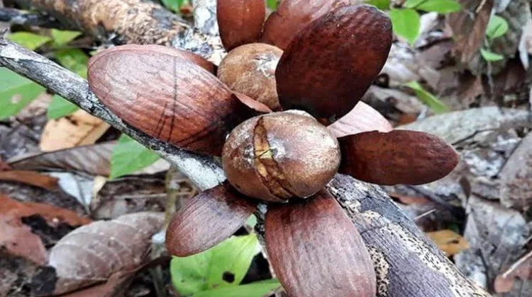 Tengkawang, Mentega Hutan hingga Ekonomi Warga