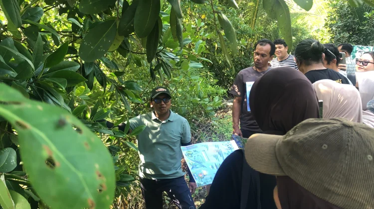 Eksplorasi Desa Medan Mas Kubu Raya: Simpan 12 Jenis Mangrove