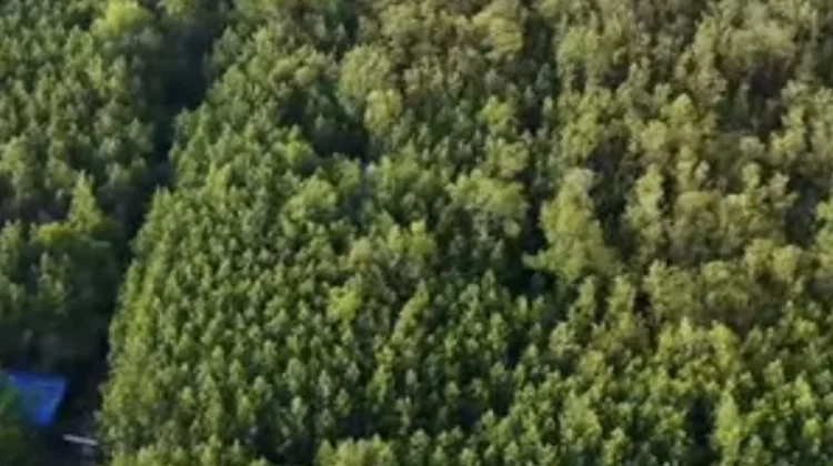 Peringati Hari Mangrove Sedunia 2026, MMC Akan Tanam 5.000 Bibit