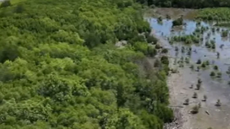 Hutan Mangrove di Pesisir Mempawah Terus Berkembang, Kini Capai 51 Hektare