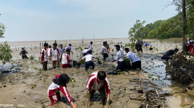 Ribuan Bibit Mangrove Ditanam, Pulihkan Pesisir Mempawah