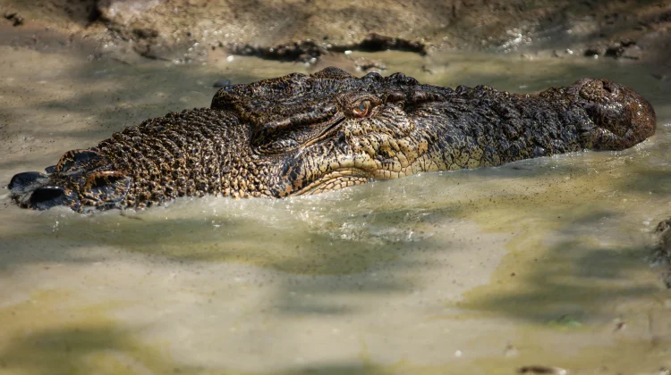 Buaya Muara Sepanjang 4,5 meter Dievakuasi ke Balai PK Pontianak