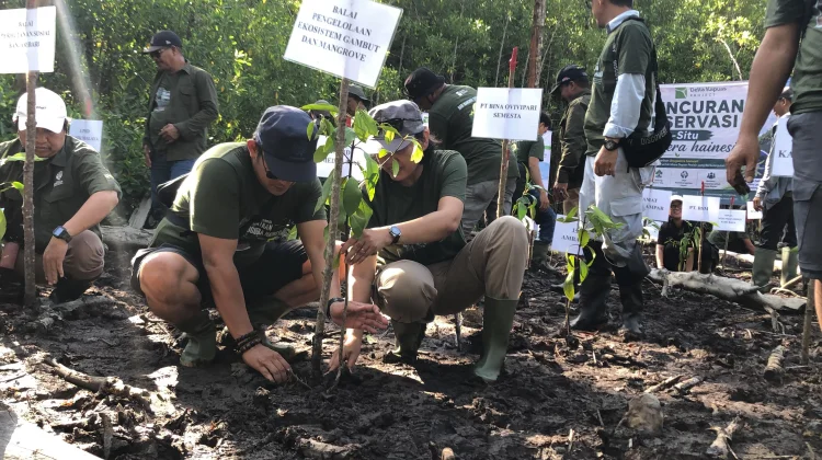 Penyelamatan Bruguiera Hainesii Mangrove Paling Langka di Dunia