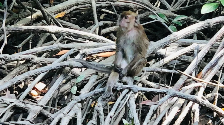 Kalbar Miliki 170 Hektare Hutan Mangrove