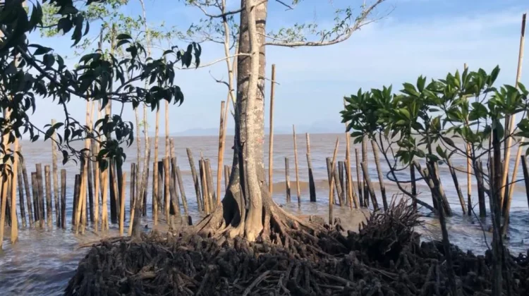 Penemuan Bruguiera Hainesii di Kubu Raya Jenis Mangrove Langka di Dunia